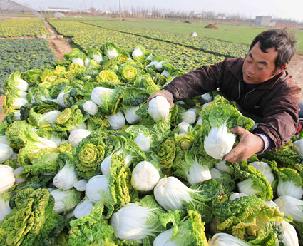 东北大白菜迎来丰收季，喜悦满满！