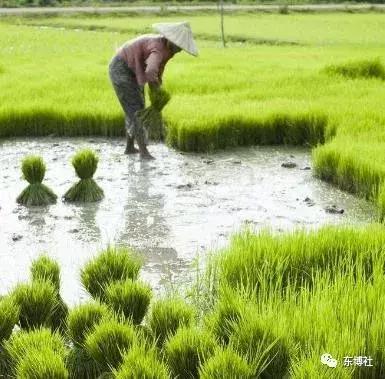 最新资讯：当季甜瓜批发商动态与行情解读